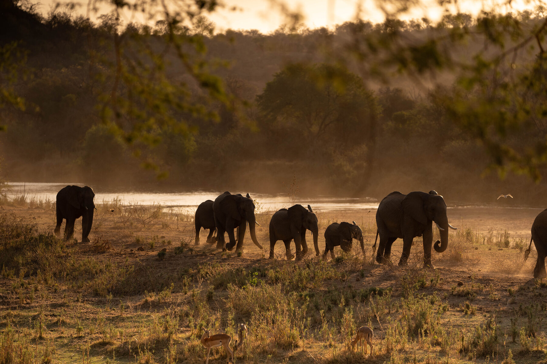 Elephant herd silhouette at dusk over the river in Greater Kruger