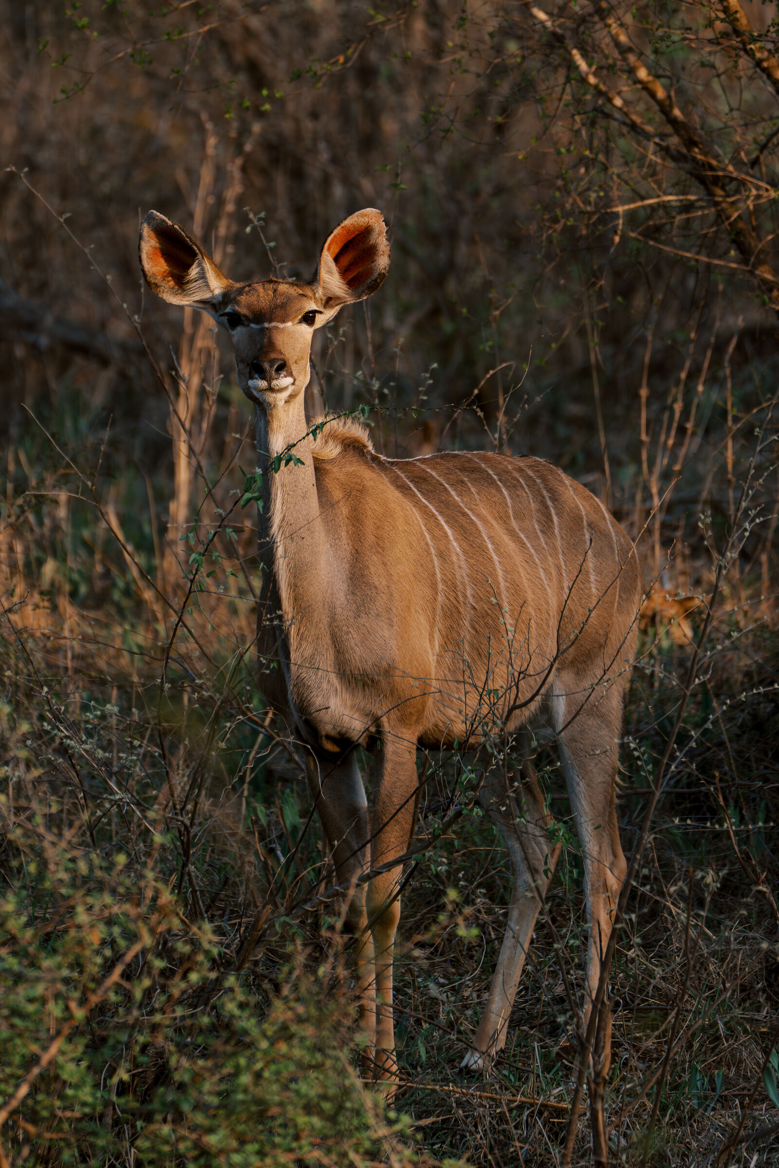 Kudu portrait in golden light