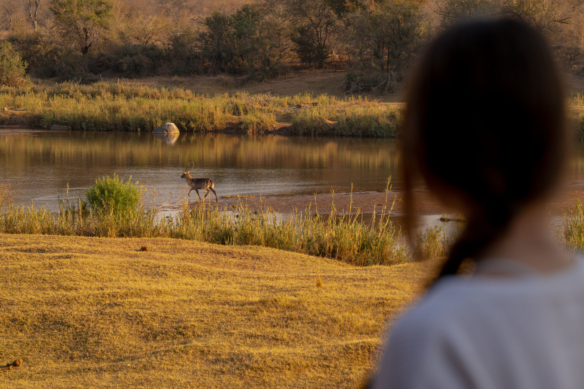 Open game drive in the African wilderness