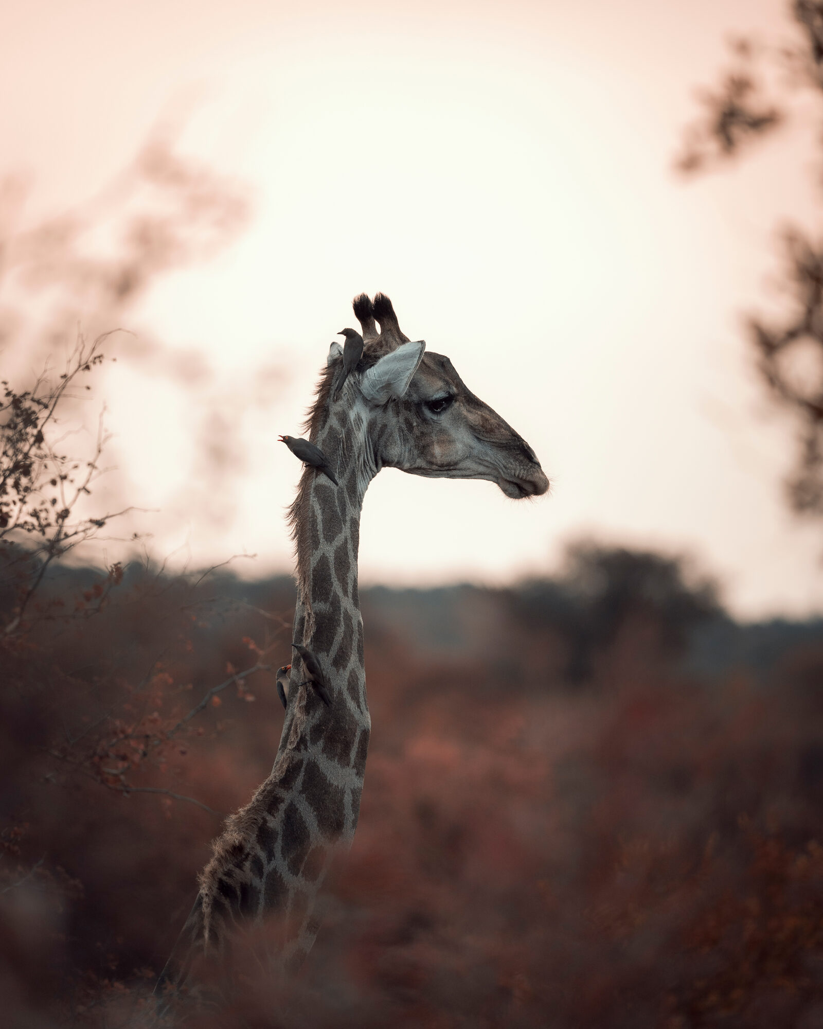 Giraffe at dusk