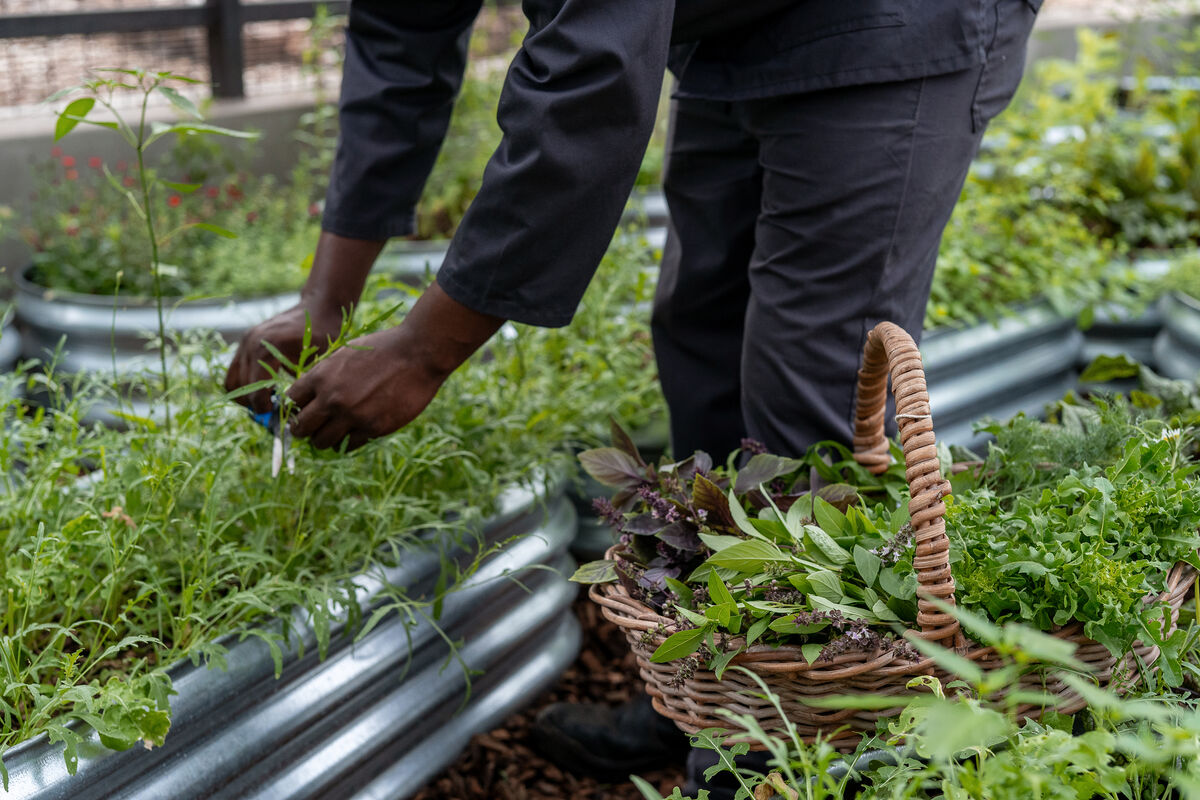 Herb and ingredient detail
