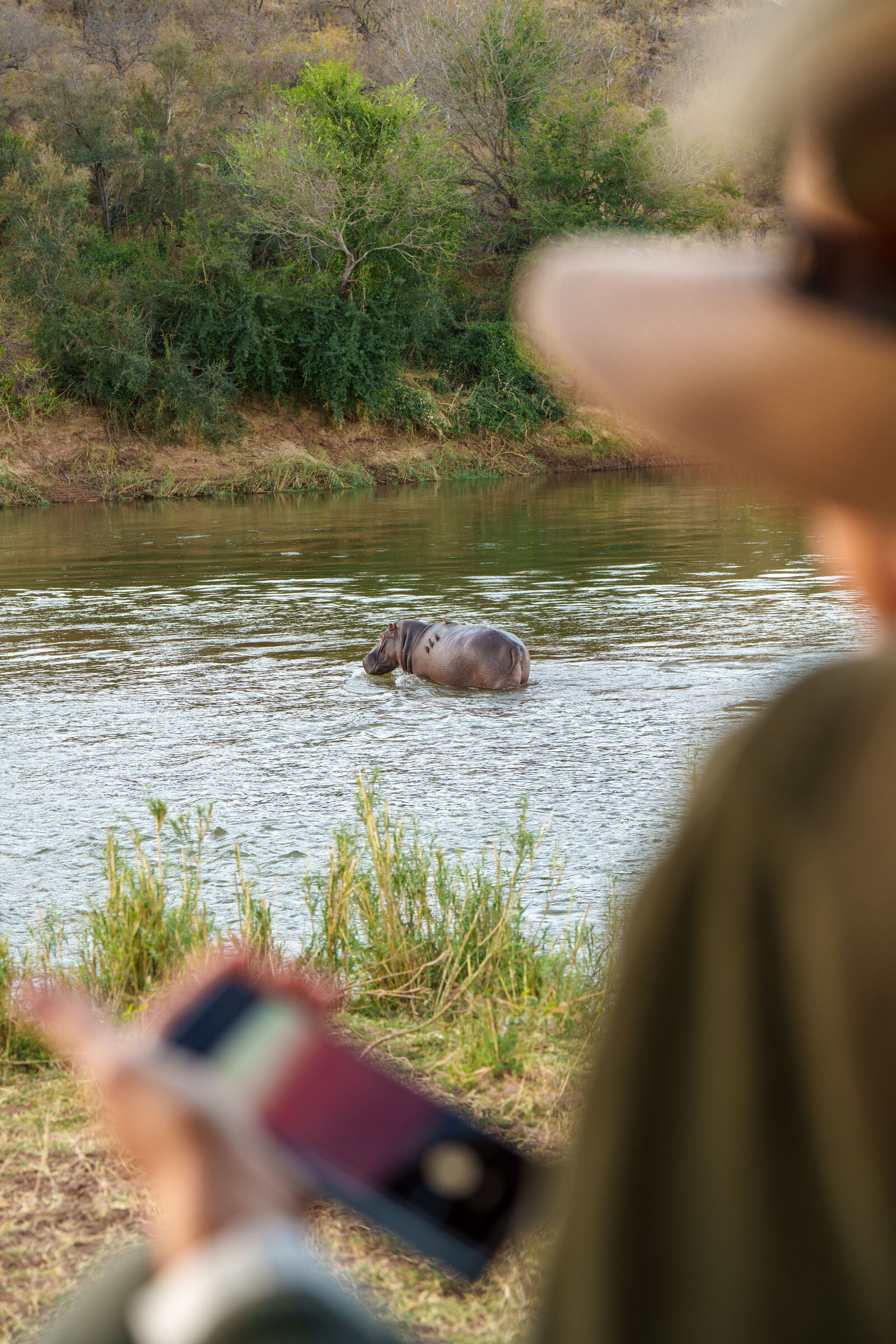 Guest watching hippo in the river