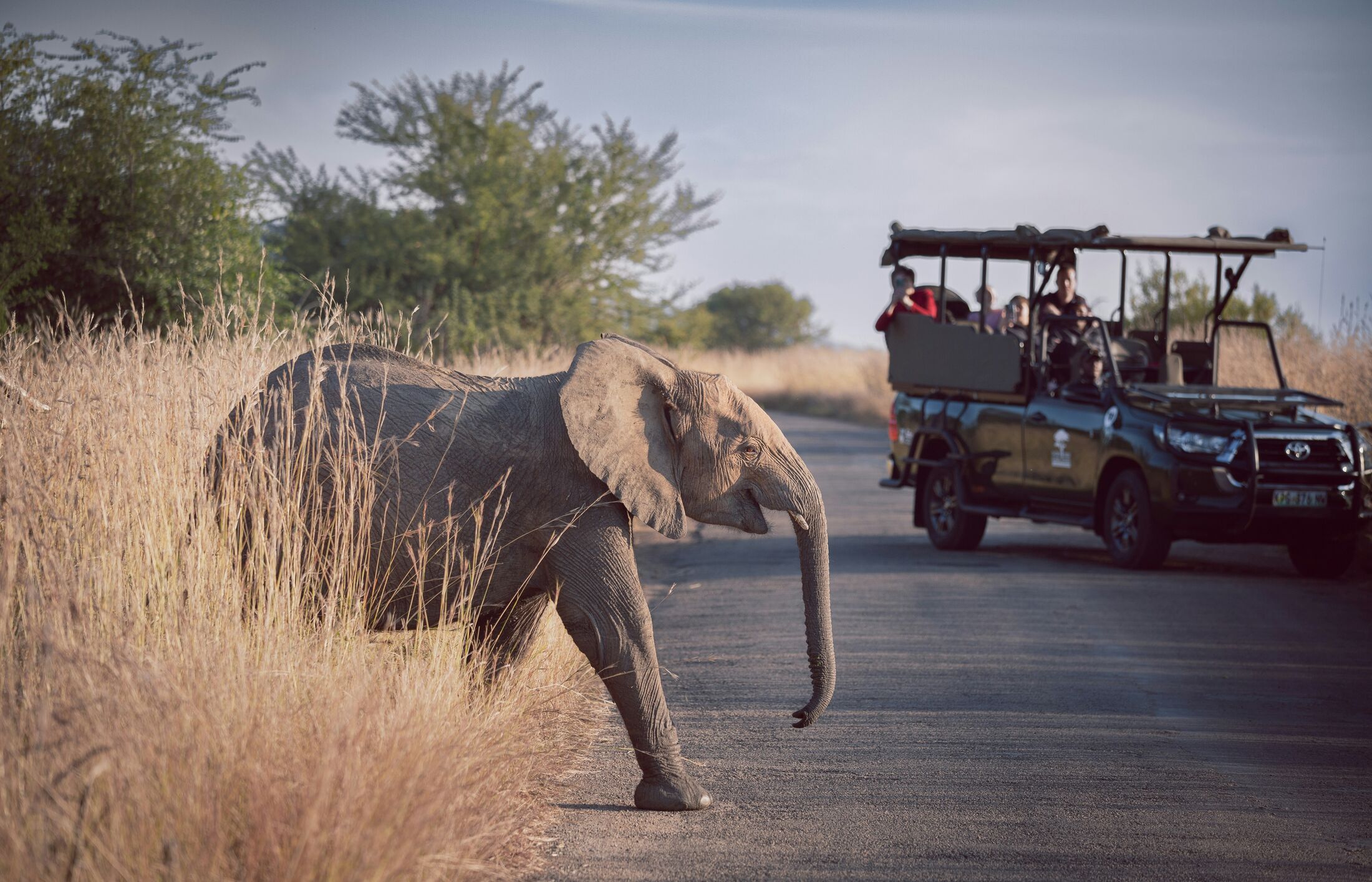Elephant in the Greater Kruger