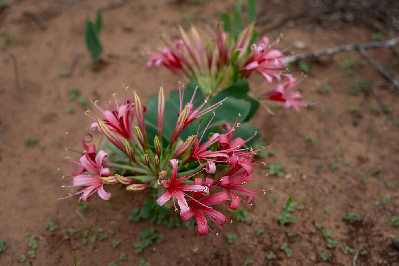 Wildflower detail — fresh, seasonal